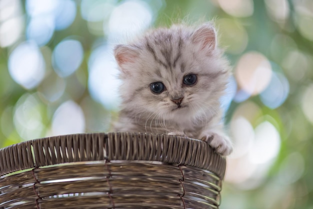 Photo portrait d'un chaton dans un panier