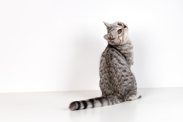 Portrait de chaton droit écossais sur fond blanc