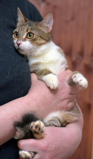 Portrait d'un chaton à la main.