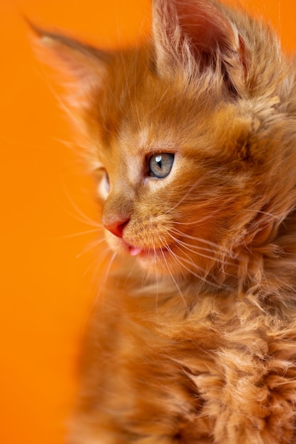 Portrait de chaton mâle american forest coon de couleur rouge classique tabby sur fond orange beautif...