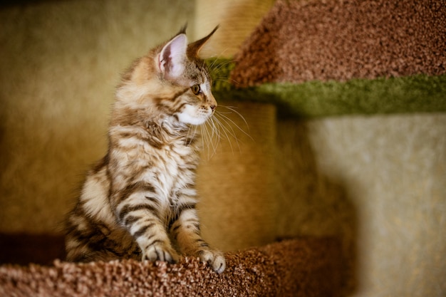 Portrait d'un chaton mignon de la race Maine Coon