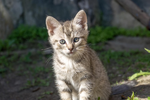 Photo portrait de chaton par chat