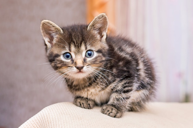 Portrait d'un chaton rayé dans une chambre