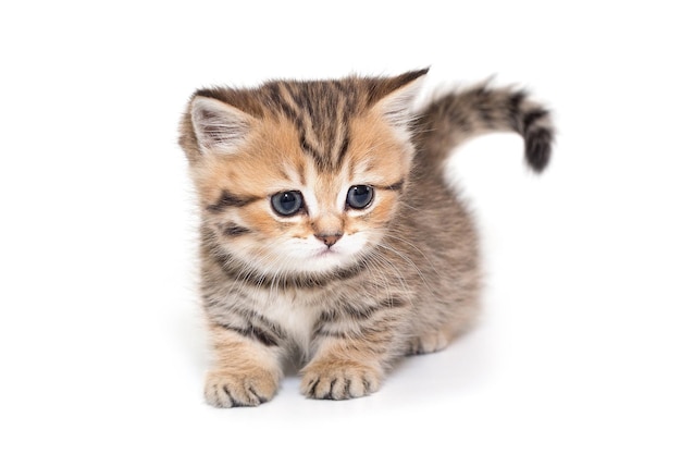 Portrait d'un chaton rayé écossais aux yeux bleus