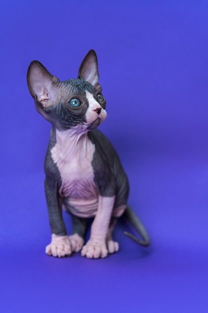 Portrait de chaton Sphynx canadien assis sur fond bleu regardant avec question dans les yeux