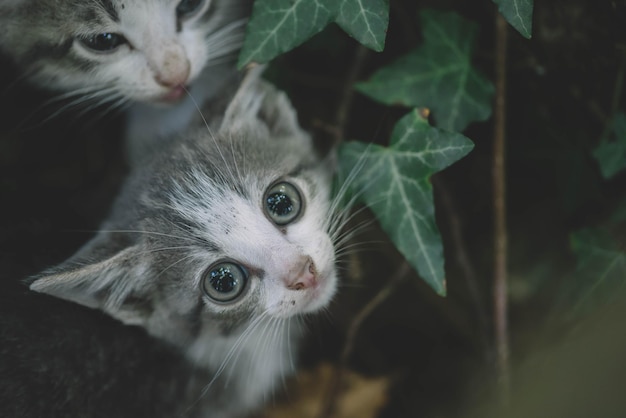 Portrait de chatons mignons, un chaton sans abri dans les bois, deux chatons mignons se câlinant.