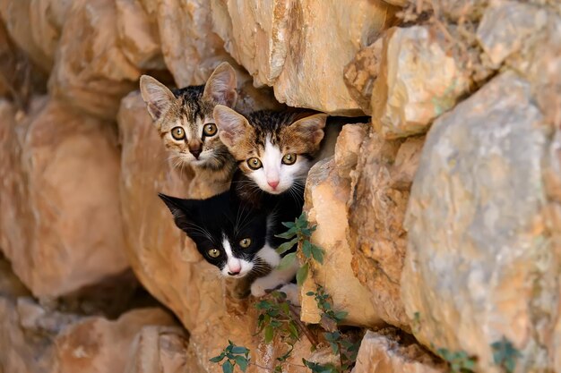 Photo portrait de chatons se cachant dans un mur de pierre