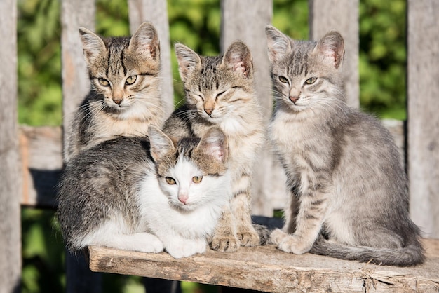 Photo portrait de chats assis