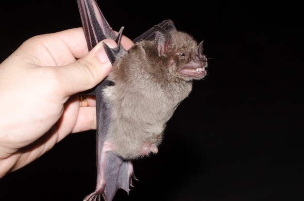 Portrait de la chauve-souris frangée (Artibeus fimbriatus).