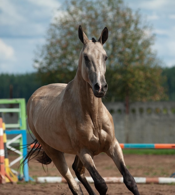 Portrait de cheval Akhalteke en mouvement