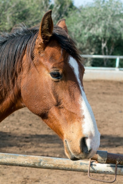 Portrait de cheval aux yeux expressifs