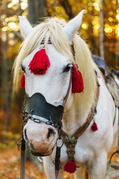 Portrait de cheval blanc de conte de fées magique fantastique portant un harnais rouge