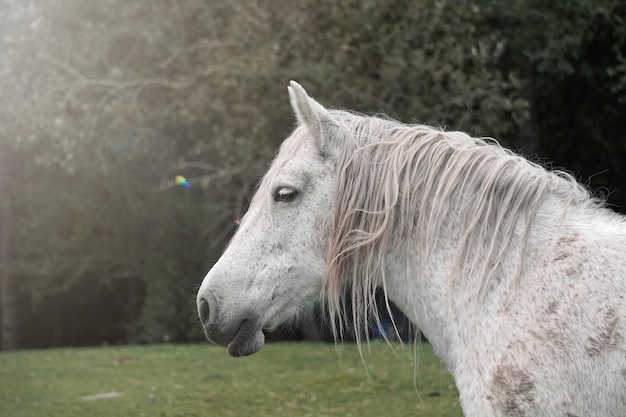 portrait de cheval blanc, scène rurale