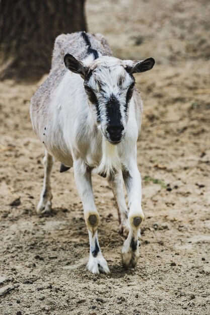 Photo portrait d'un cheval blanc