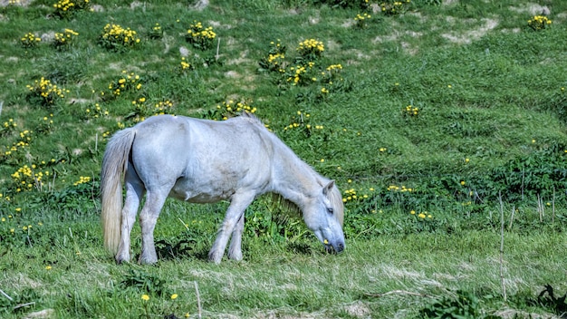 Portrait de cheval en bonne santé au pâturage