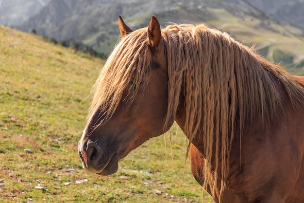 Portrait de cheval brun aux cheveux bouclés