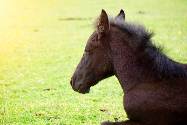 portrait de cheval brun à la ferme dans la nature