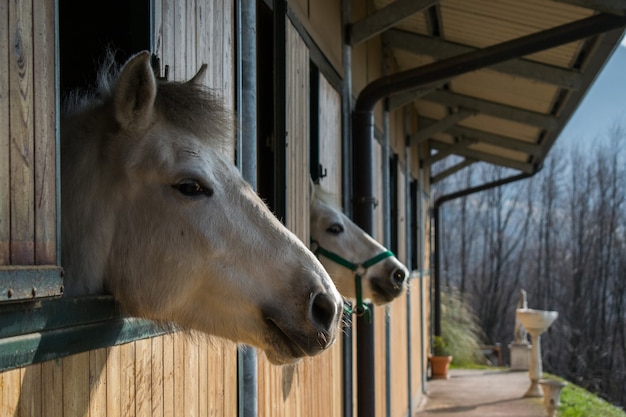 Portrait de cheval de Camargue