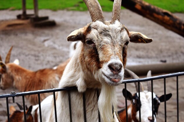 Photo portrait d'un cheval sur le champ