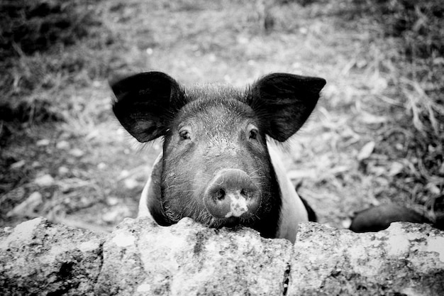 Portrait d'un cheval sur le champ