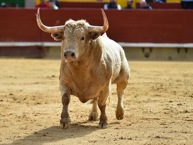 Photo portrait d'un cheval sur le champ