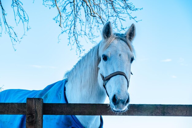 Photo portrait d'un cheval sur un ciel bleu