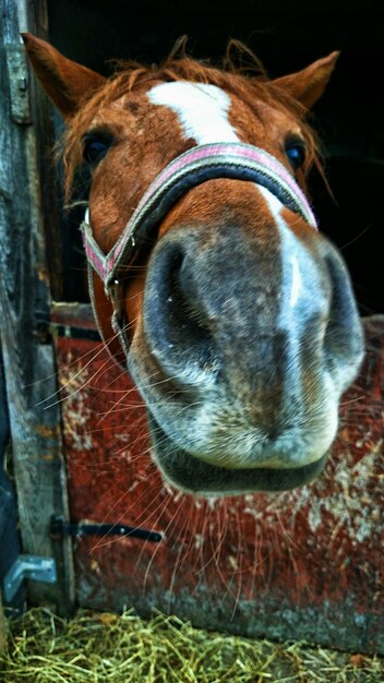 Photo portrait d'un cheval dans l'écurie