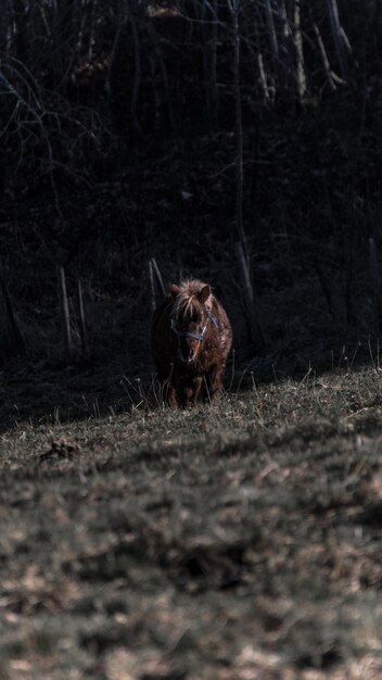 Photo portrait d'un cheval dans la forêt