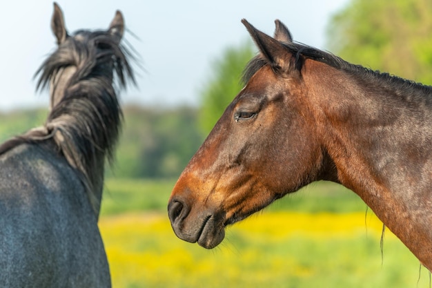 Portrait de cheval dans un pré fleuri vert et jaune