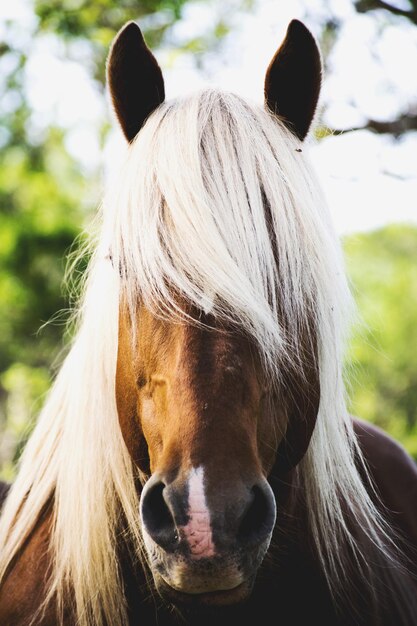 Photo portrait d'un cheval dans un ranch