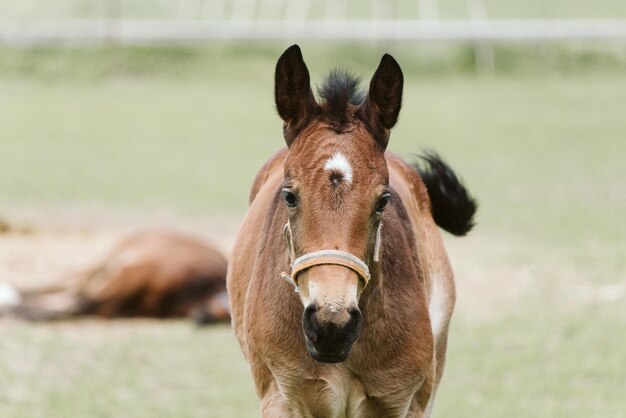 Portrait d'un cheval dans un ranch