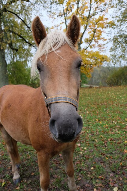 Photo portrait d'un cheval debout sur le champ