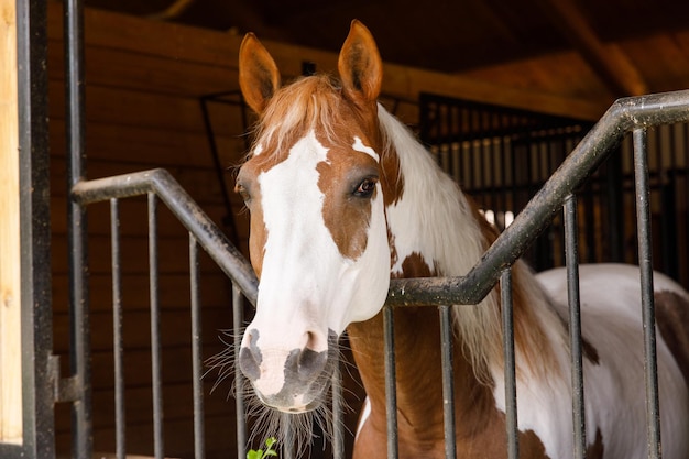 Portrait d'un cheval debout dans une stalle