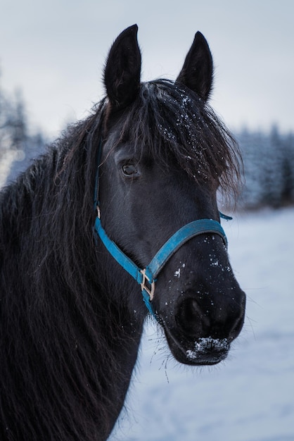 Portrait d'un cheval frison sur le fond de la forêt d'hiver
