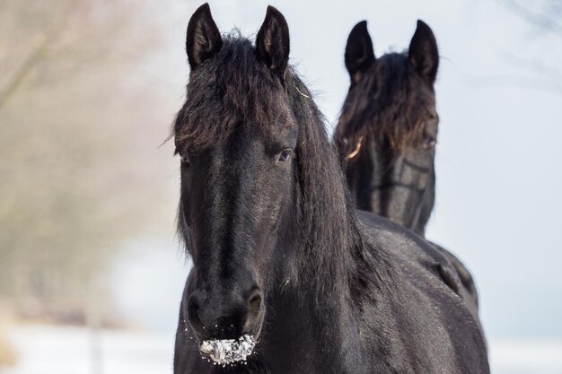 Portrait d'un cheval frison sur fond d'hiver