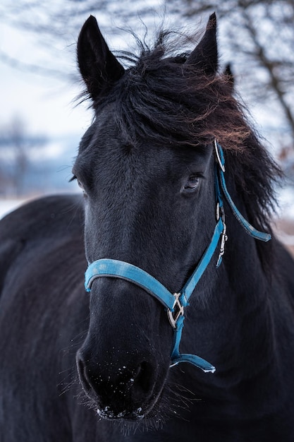 Portrait d'un cheval frison en hiver
