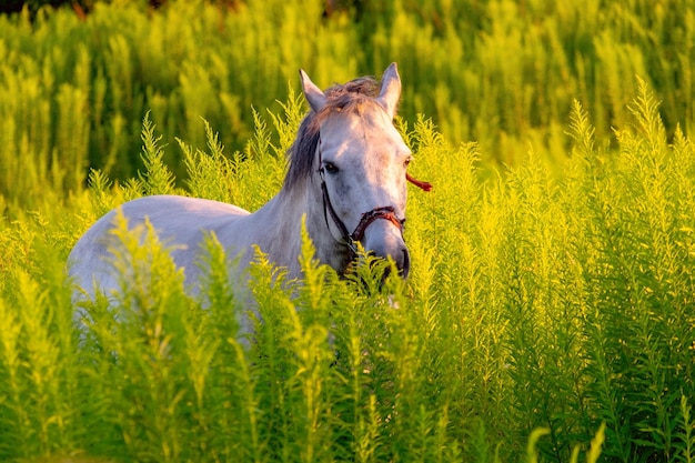 Portrait d'un cheval gris blanc en été dans des feuilles vertes avec des fleurs jaunes à la lumière du coucher du soleil