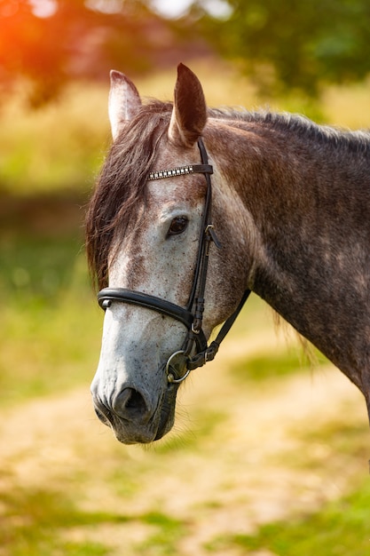 Portrait d'un cheval gris à la crinière. Beau portrait de cheval. Fermer