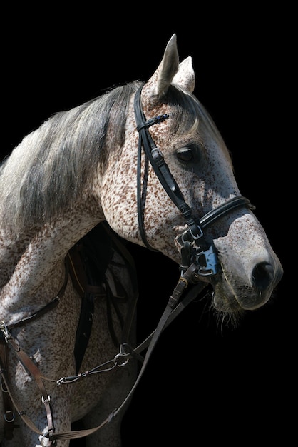 Portrait d'un cheval gris en tenue d'équitation sur fond noir