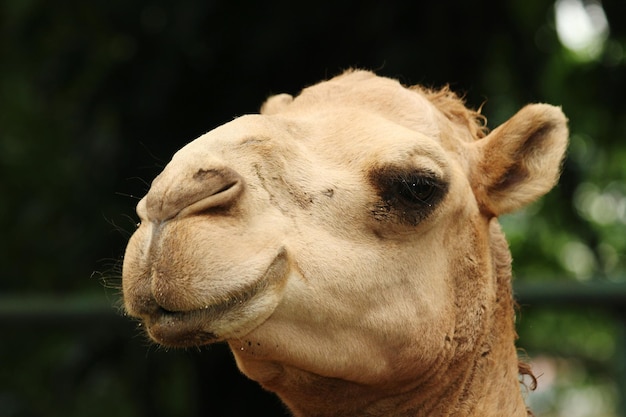 Photo portrait de cheval en gros plan