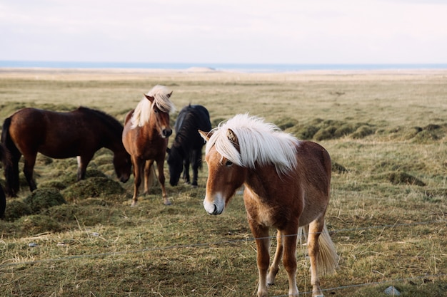 Portrait D'un Cheval Islandais Brun Dans Un Pré