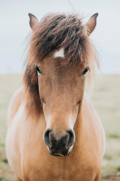 Portrait d'un cheval islandais de couleur de cheveux clairs Animaux islandais image en gros plan de la race indigène de chevaux islandais Animal de beauté dans les friches naturelles sauvages du nord de l'Islande