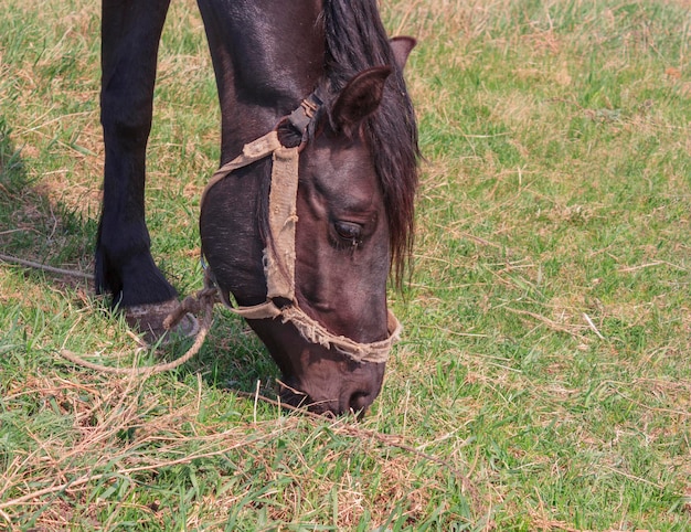 Photo portrait d'un cheval noir sur fond d'herbe verte