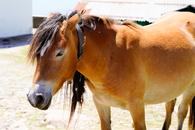 Portrait de cheval pottok dans les montagnes de la campagne au pays basque la rhune france