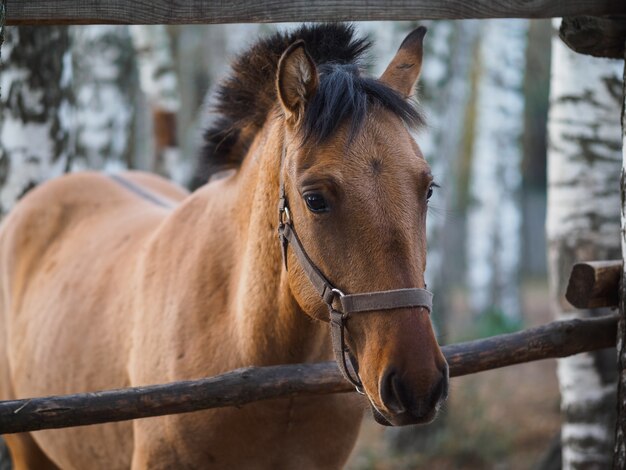 Portrait d'un cheval pur-sang dans une volière en plein air.