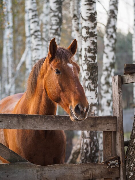 Portrait d'un cheval pur-sang dans une volière en plein air.