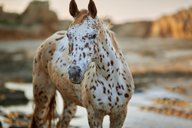 Photo portrait d'un cheval de race knabstrupper blanc avec des taches brunes sur le pelage