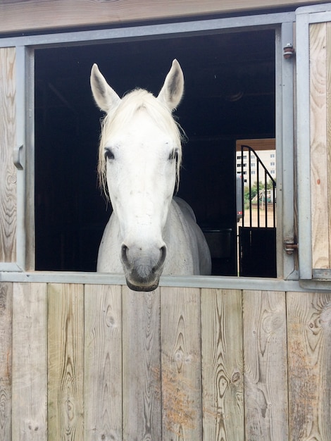 Portrait de cheval à tête blanche dans une boîte stable