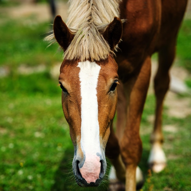 portrait de cheval