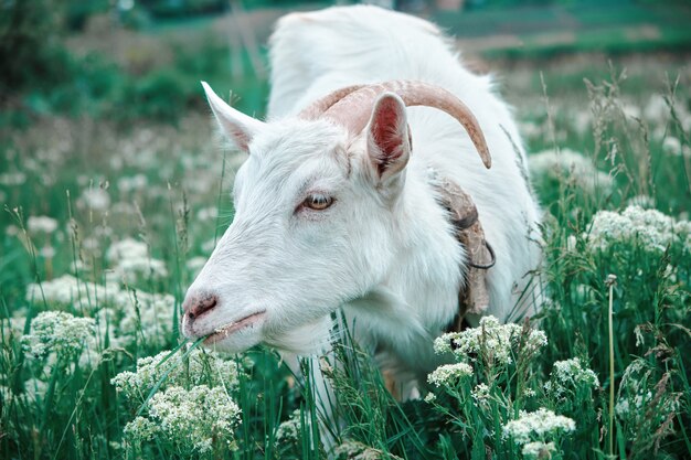 Portrait de chèvre blanche paissant sur le pré vert